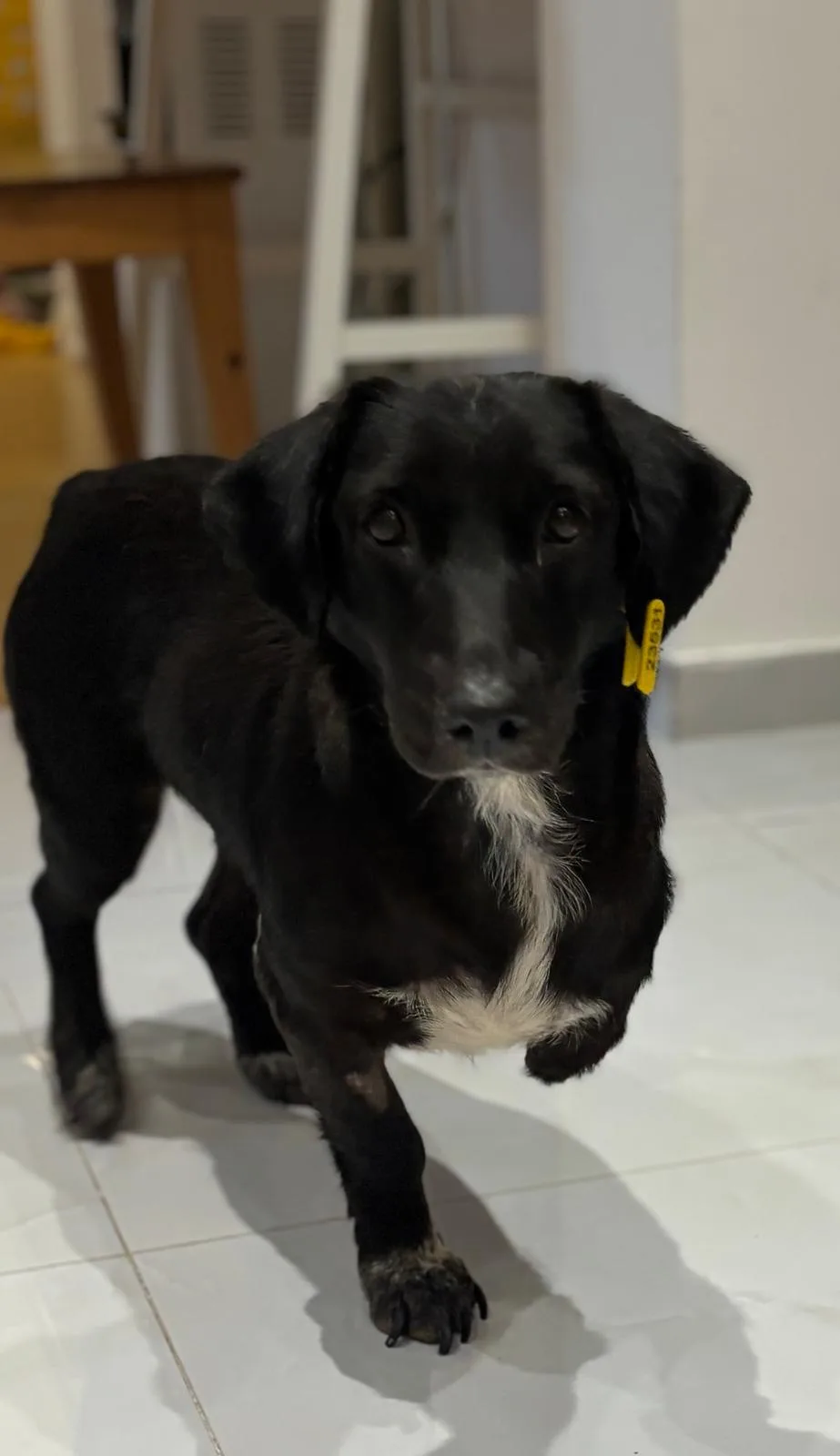 Sana — Dachshund · 18 months — available for adoption from GWARP